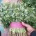 精品河北香菜全国发货基地直销货源充足可视频看货量大从优