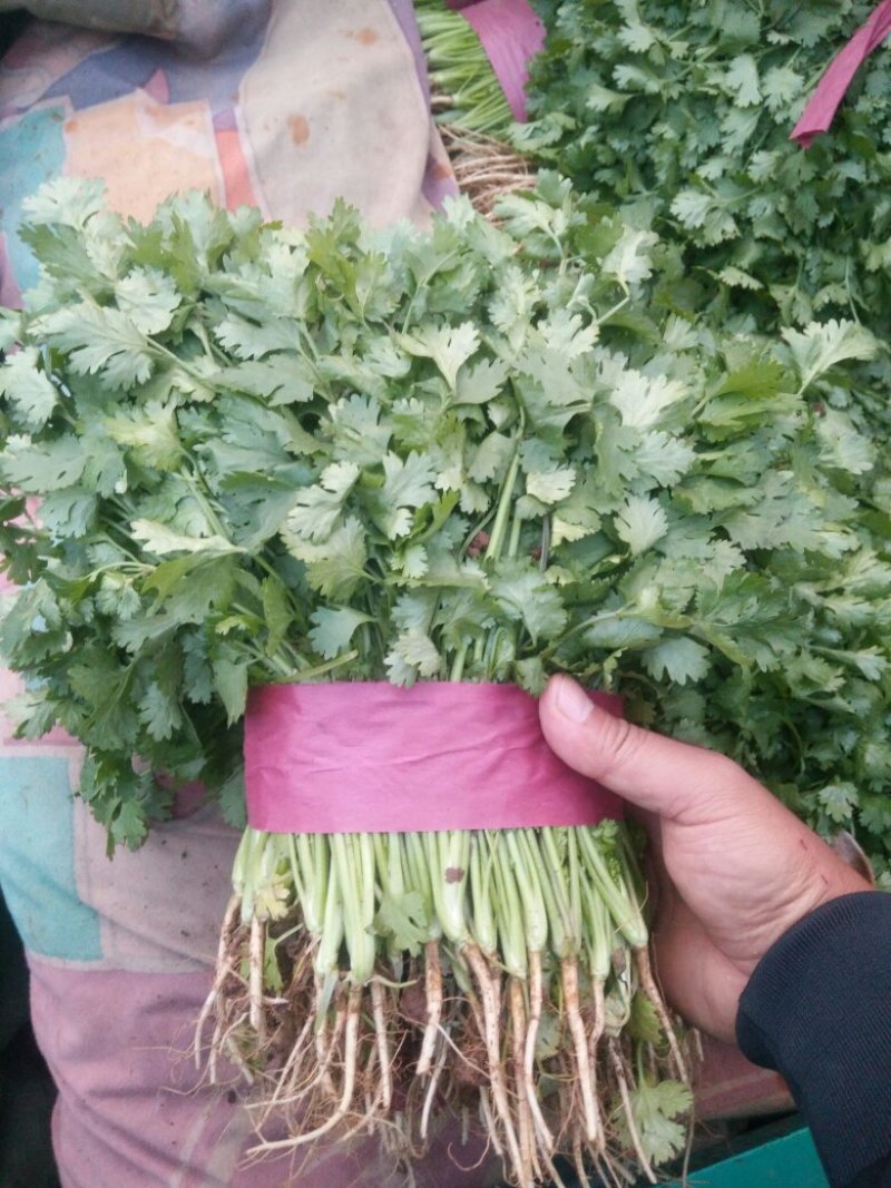 精品河北香菜全国发货基地直销货源充足可视频看货量大从优