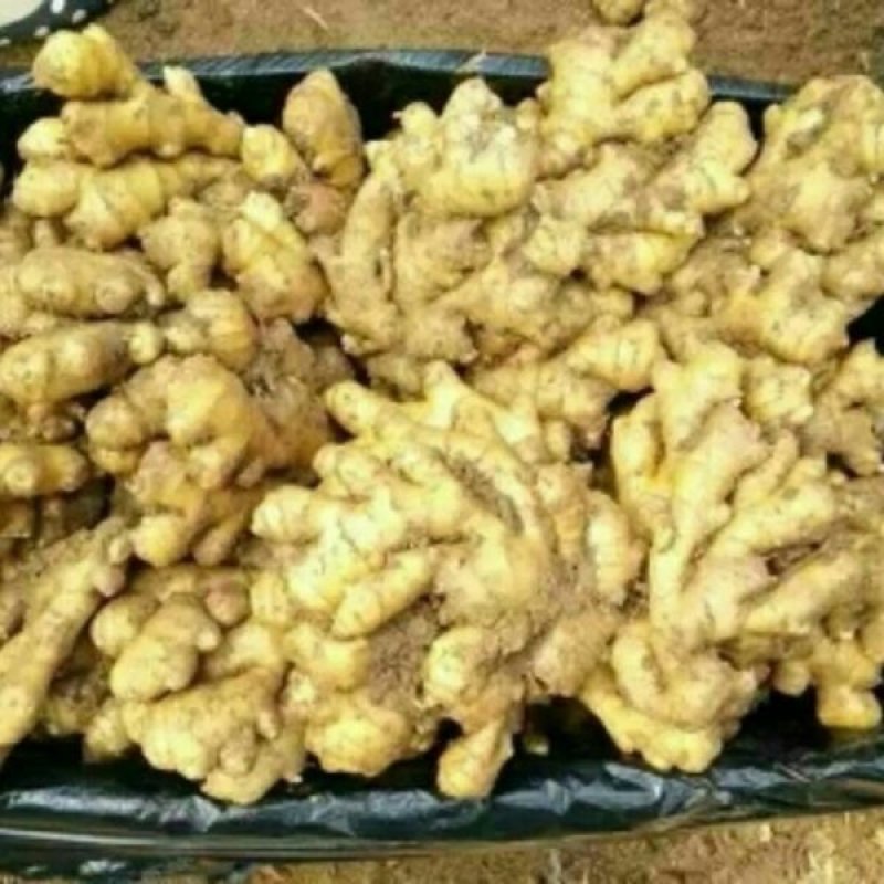 河南生姜大黄姜产地批发货源充足，保质保量，坏烂包赔