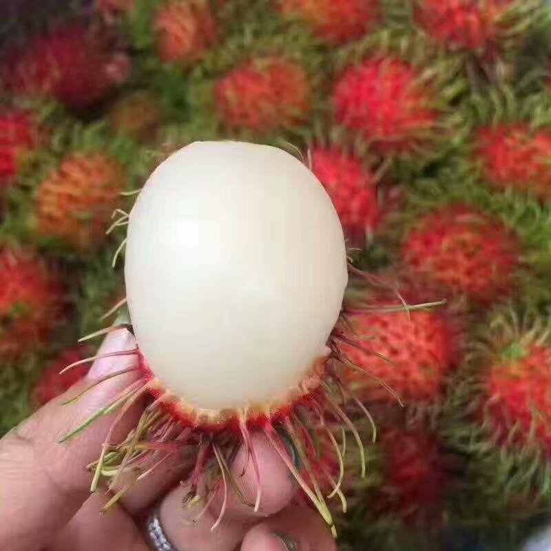 毛丹