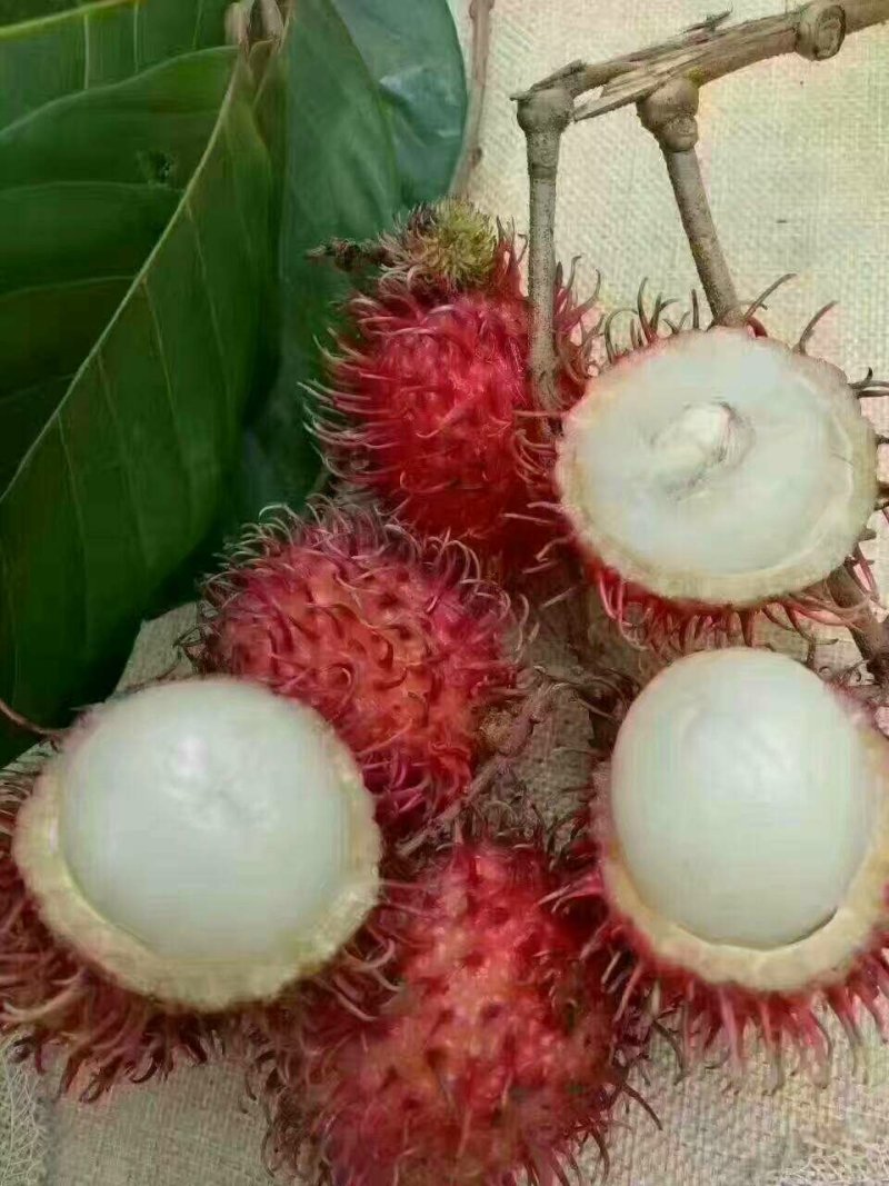 毛丹