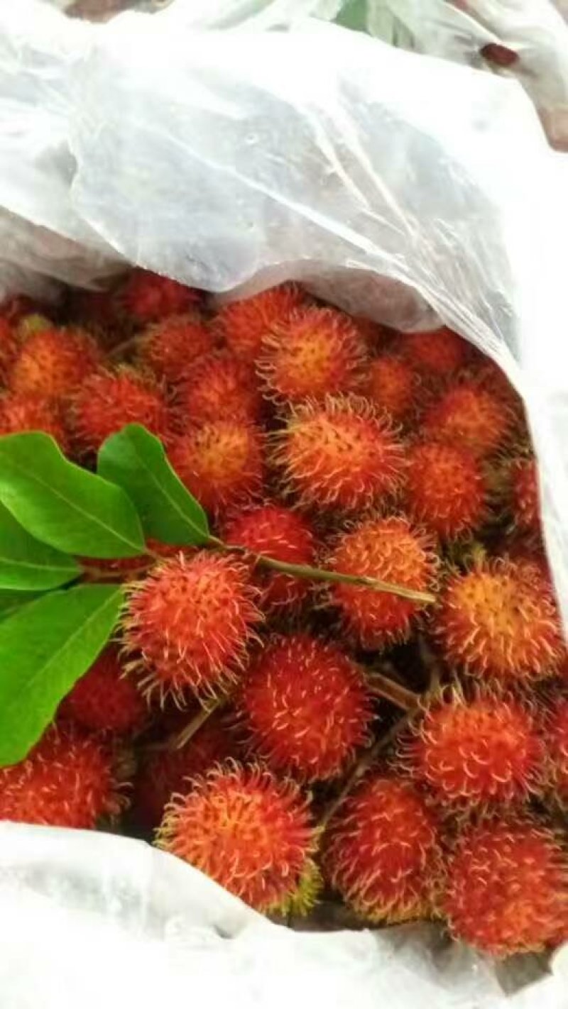 毛丹