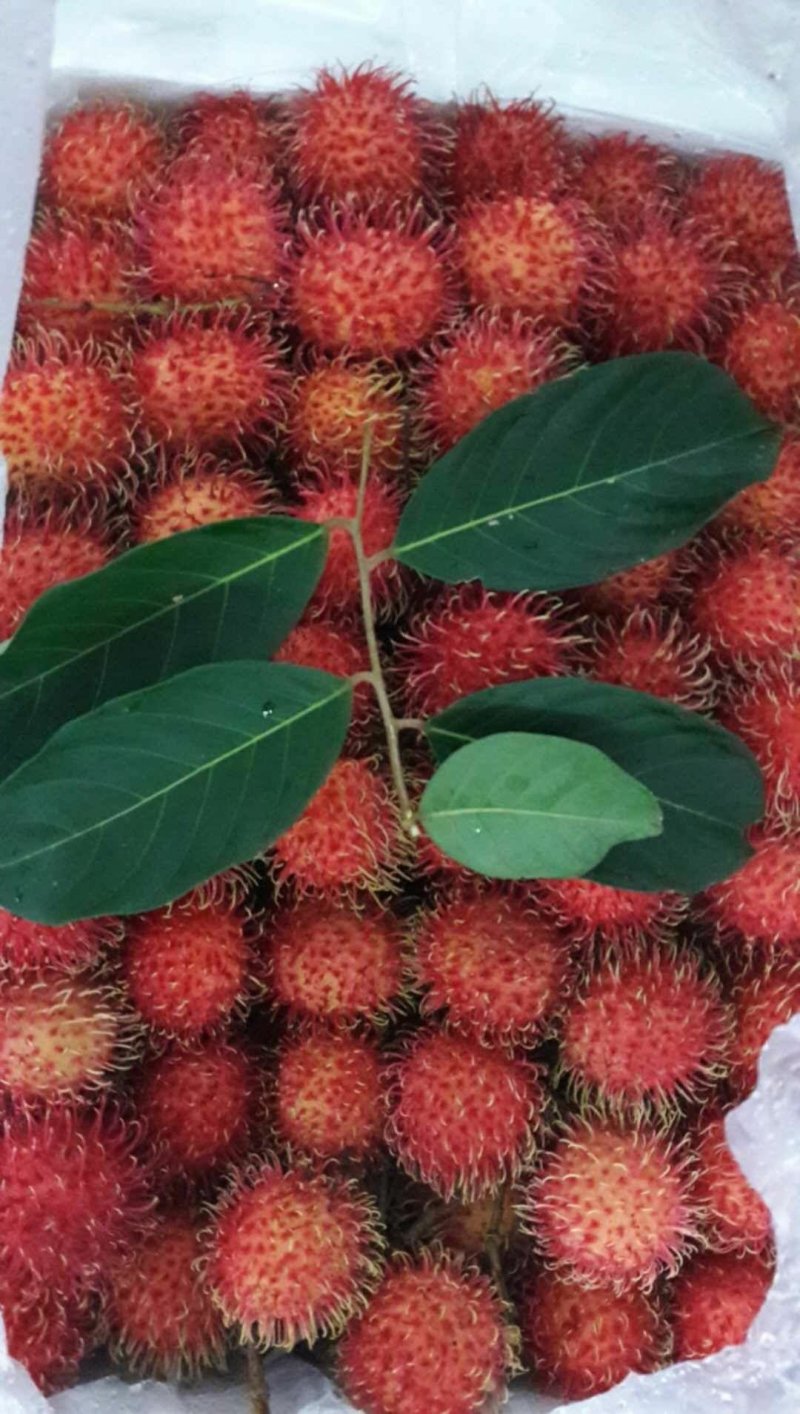 毛丹