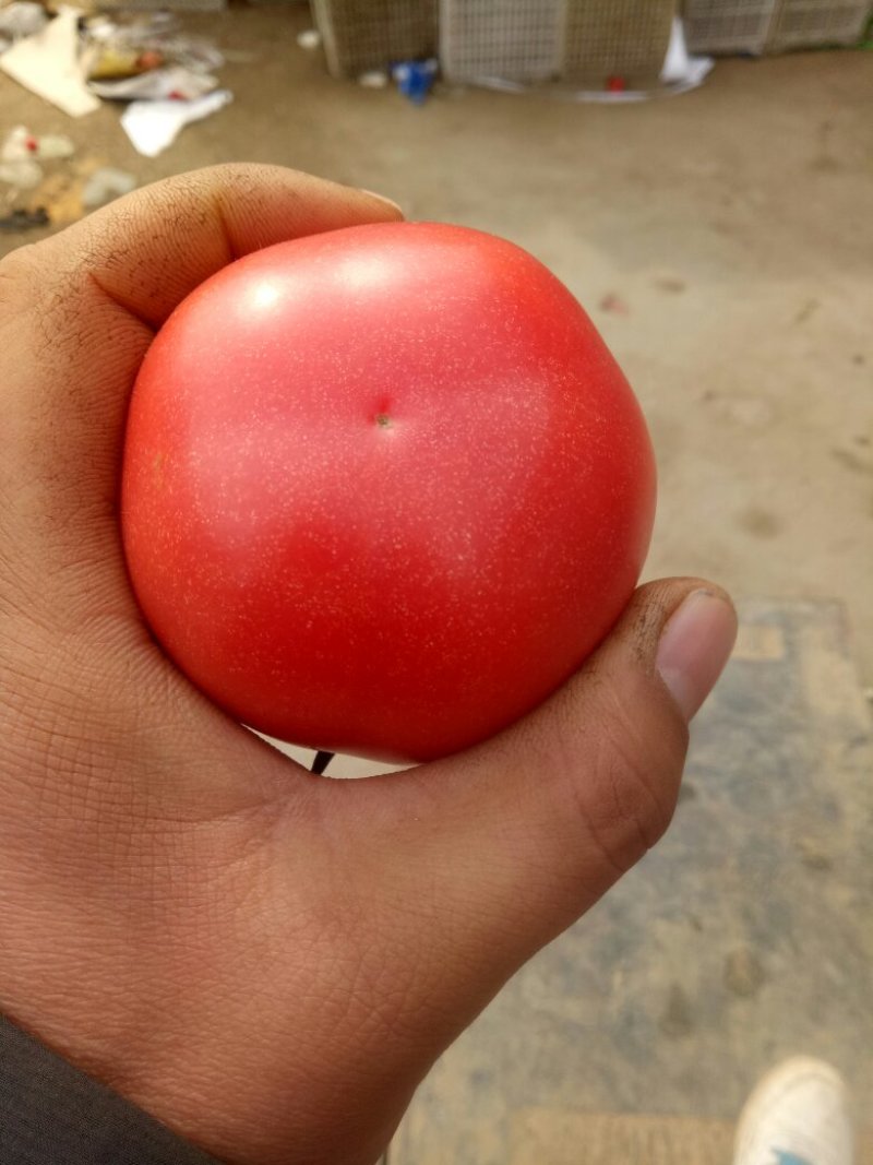山东菏泽精品西红柿大量上市