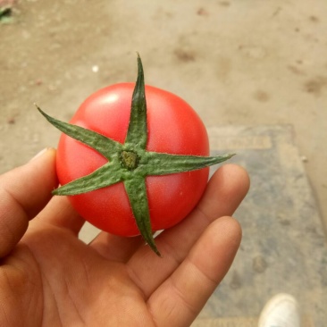 山东菏泽精品西红柿大量上市