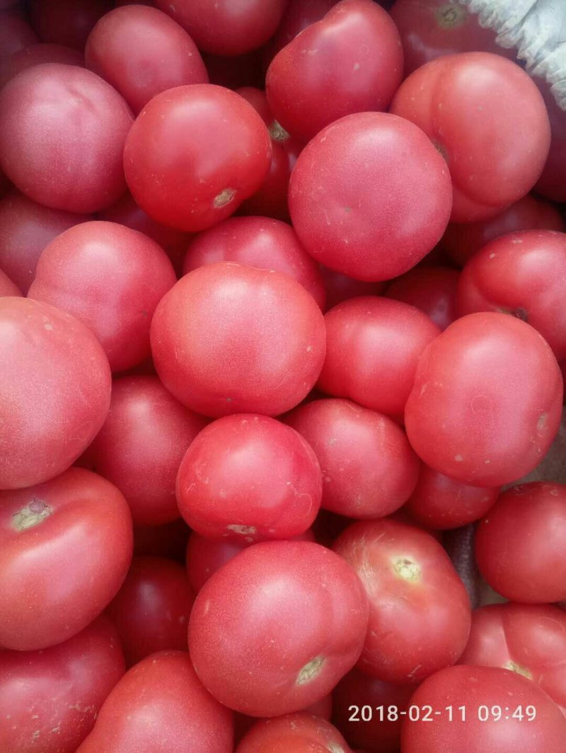 山东菏泽精品西红柿大量上市