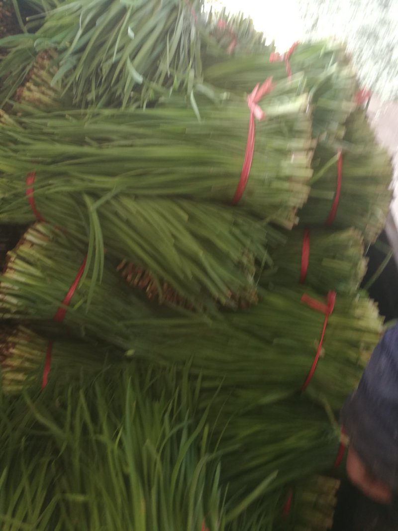 大叶韭菜，2茬平茬40公分，