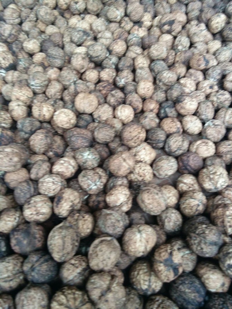 大理高海拔核桃丑核桃香未清洗表皮，自然晒干