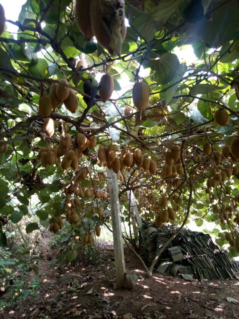 米良1号猕猴桃