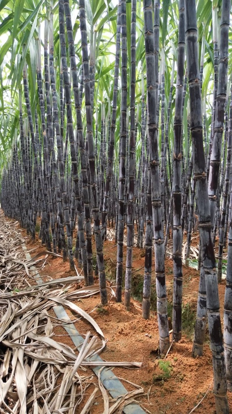 黑皮甘蔗基地直发，批发零售，保证质量，免费提供回头车