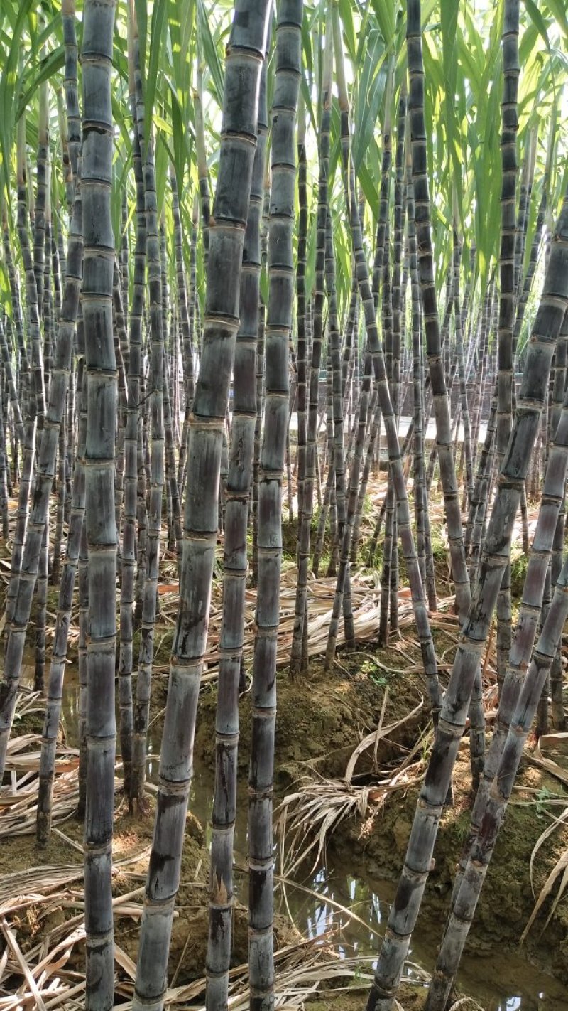 黑皮甘蔗基地直发，批发零售，保证质量，免费提供回头车