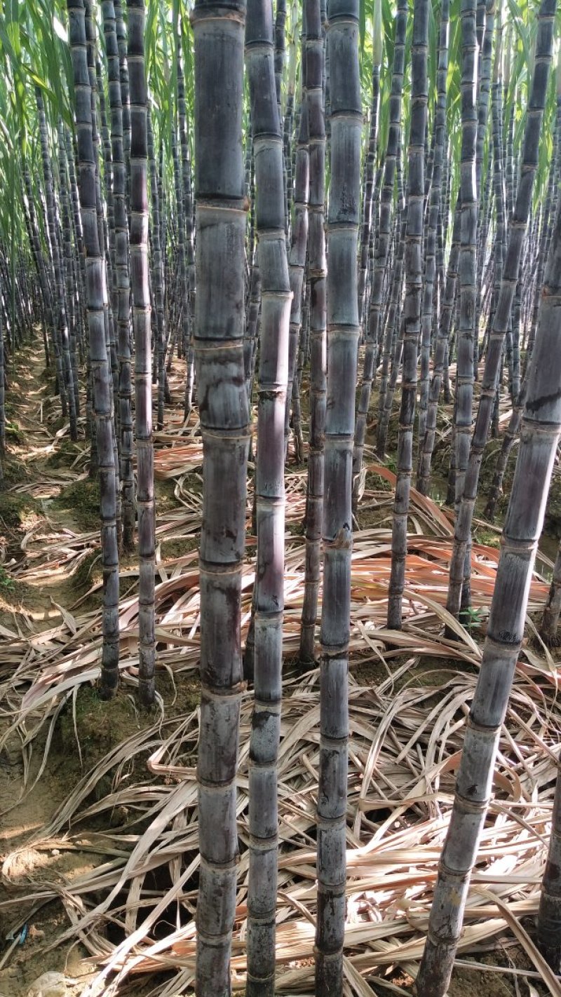 黑皮甘蔗基地直发，批发零售，保证质量，免费提供回头车