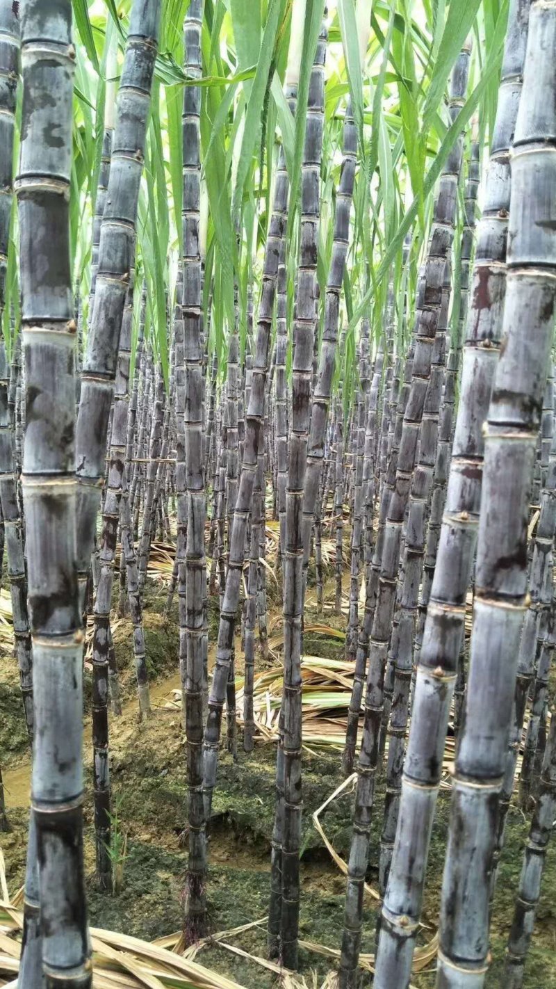 黑皮甘蔗基地直发，批发零售，保证质量，免费提供回头车