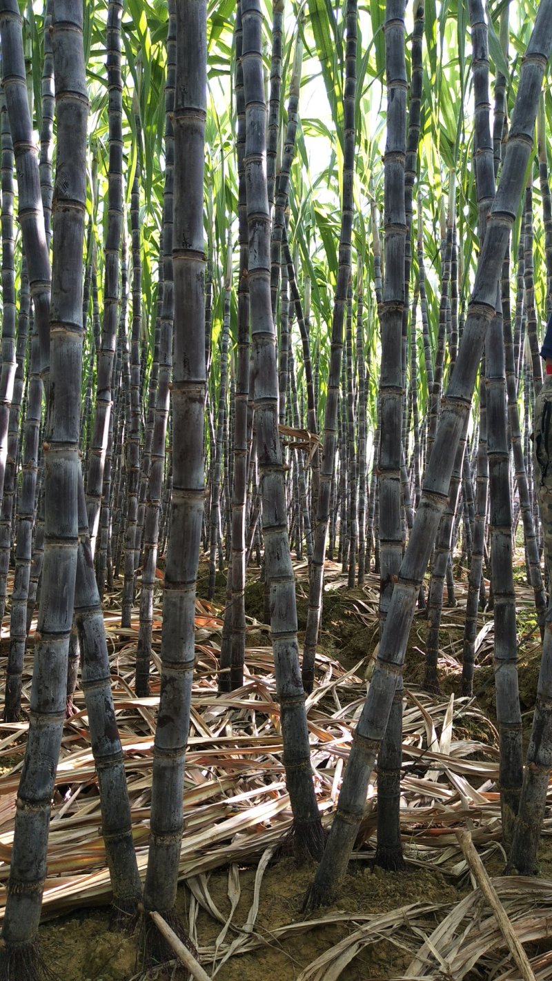 黑皮甘蔗基地直发，批发零售，保证质量，免费提供回头车