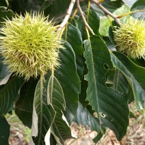 沂蒙山油板栗