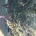 樱花15-------20公分
