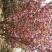 樱花15-------20公分