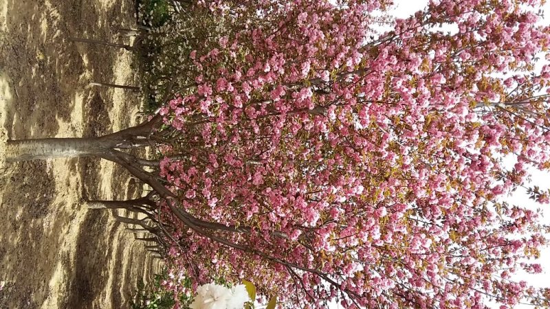 樱花15-------20公分