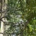 樱花15-------20公分