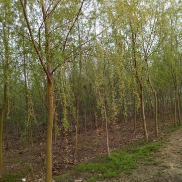 大小规格木槿，垂柳供应