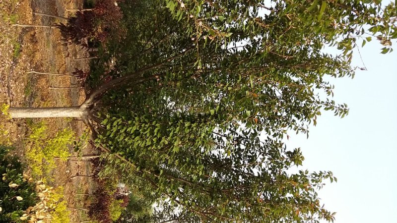 樱花15-------20公分