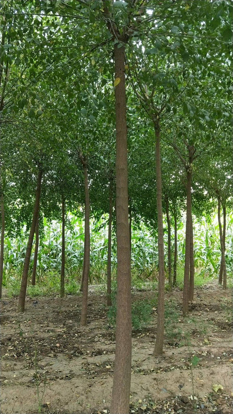 丝绵木，6-10公分