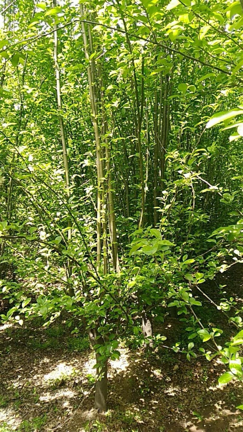 西府海棠