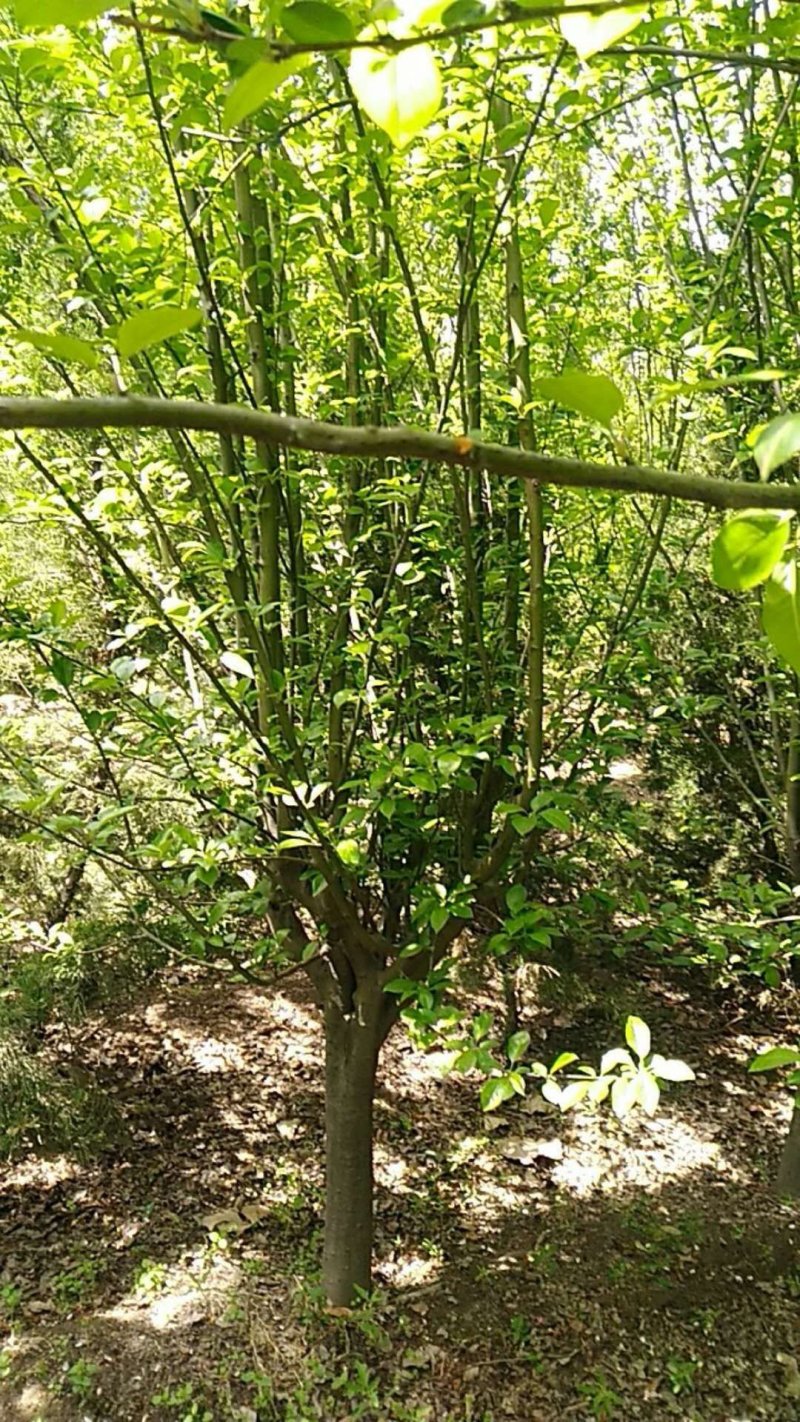 西府海棠