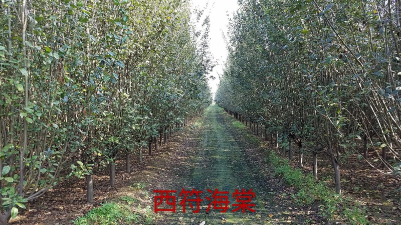 西府海棠