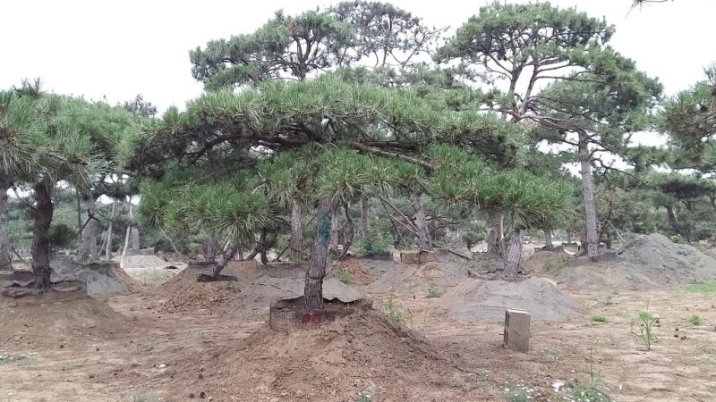 造型松树