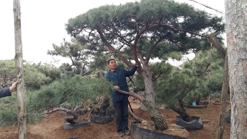 造型松树