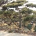 造型松树