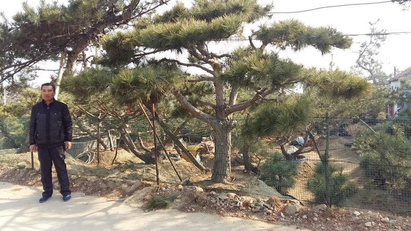 造型松树