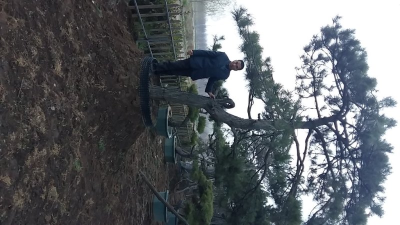 造型松树