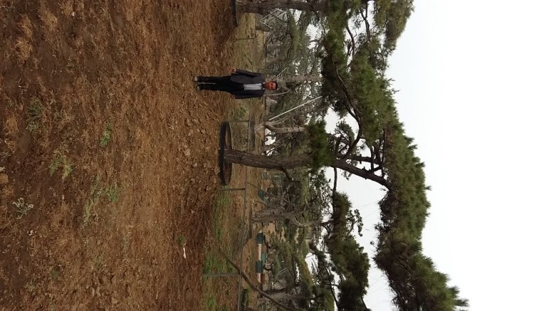 造型松树