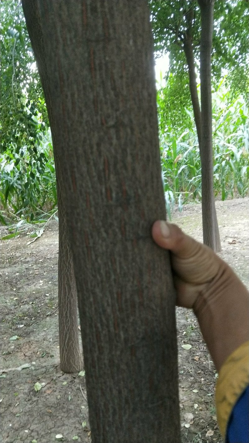 丝绵木