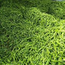 【推荐】陕西渭南精品辣椒大量上市货源充足欢迎咨询