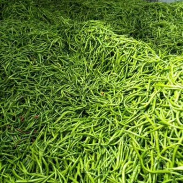 【推荐】陕西渭南精品辣椒大量上市货源充足欢迎咨询