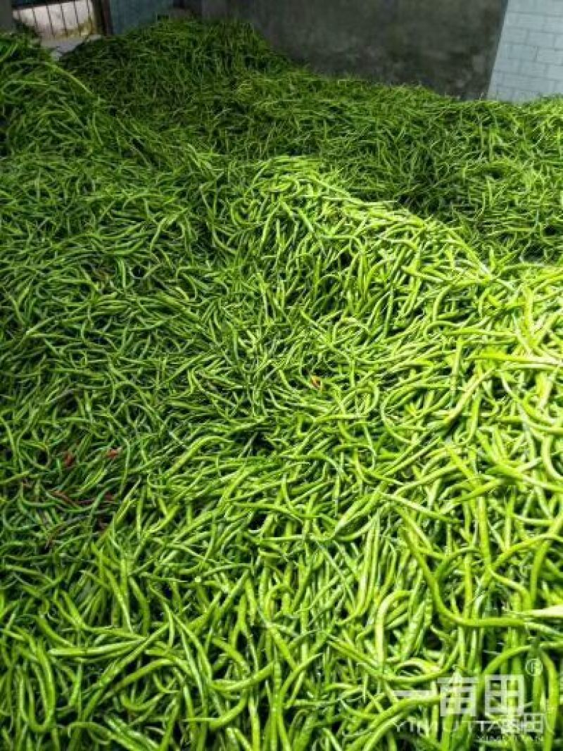 【推荐】陕西渭南精品辣椒大量上市货源充足欢迎咨询