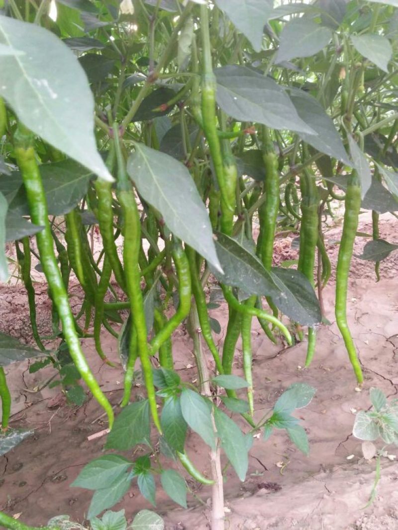 【推荐】陕西渭南精品辣椒大量上市货源充足欢迎咨询