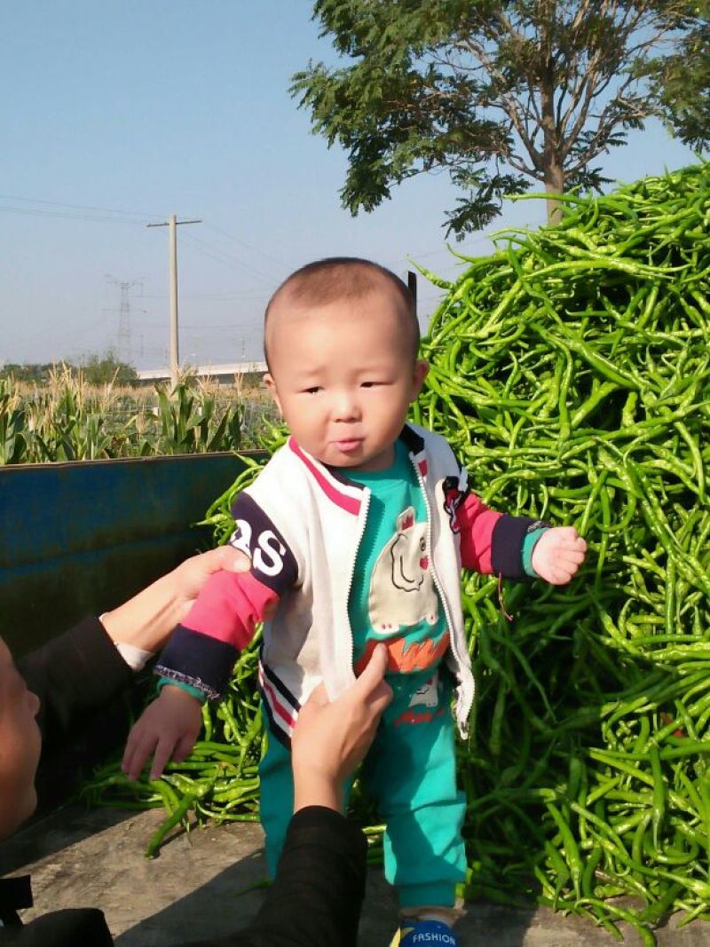 【推荐】陕西渭南精品辣椒大量上市货源充足欢迎咨询