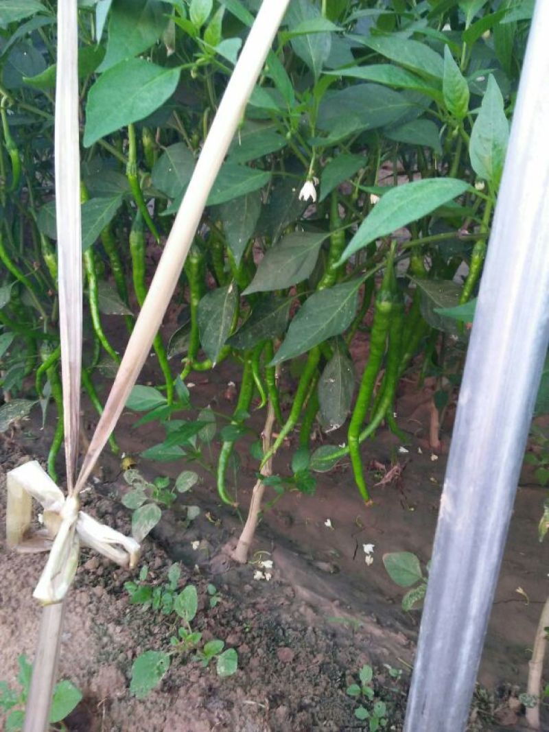 【推荐】陕西渭南精品辣椒大量上市货源充足欢迎咨询