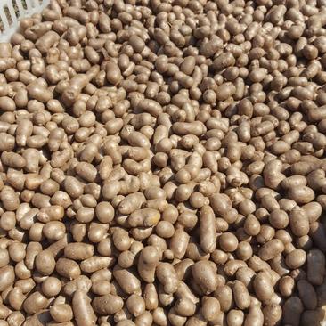 大量批发零售各种规格优质白玉山药豆，串糖葫芦用
