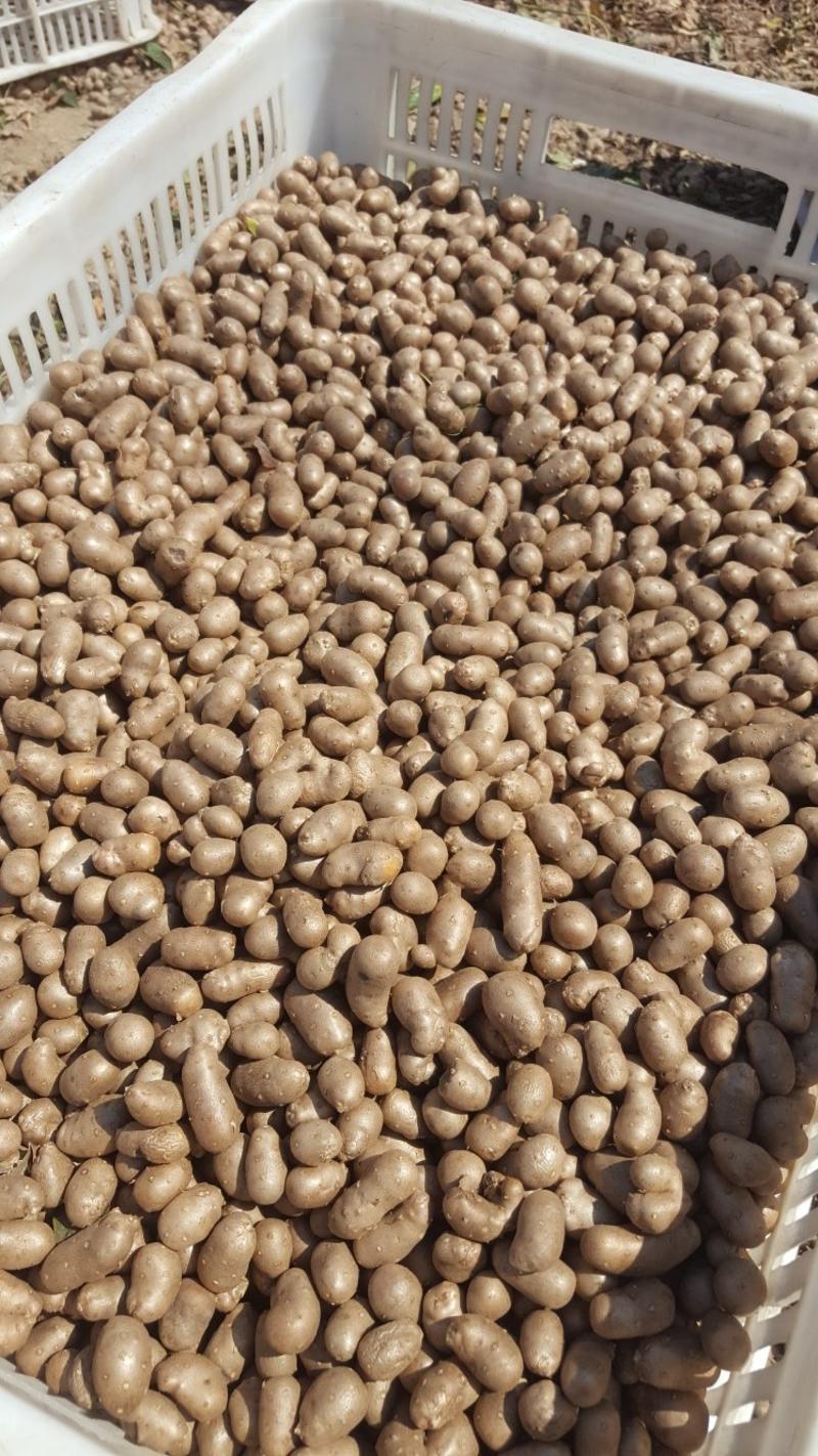 大量批发零售各种规格优质白玉山药豆，串糖葫芦用