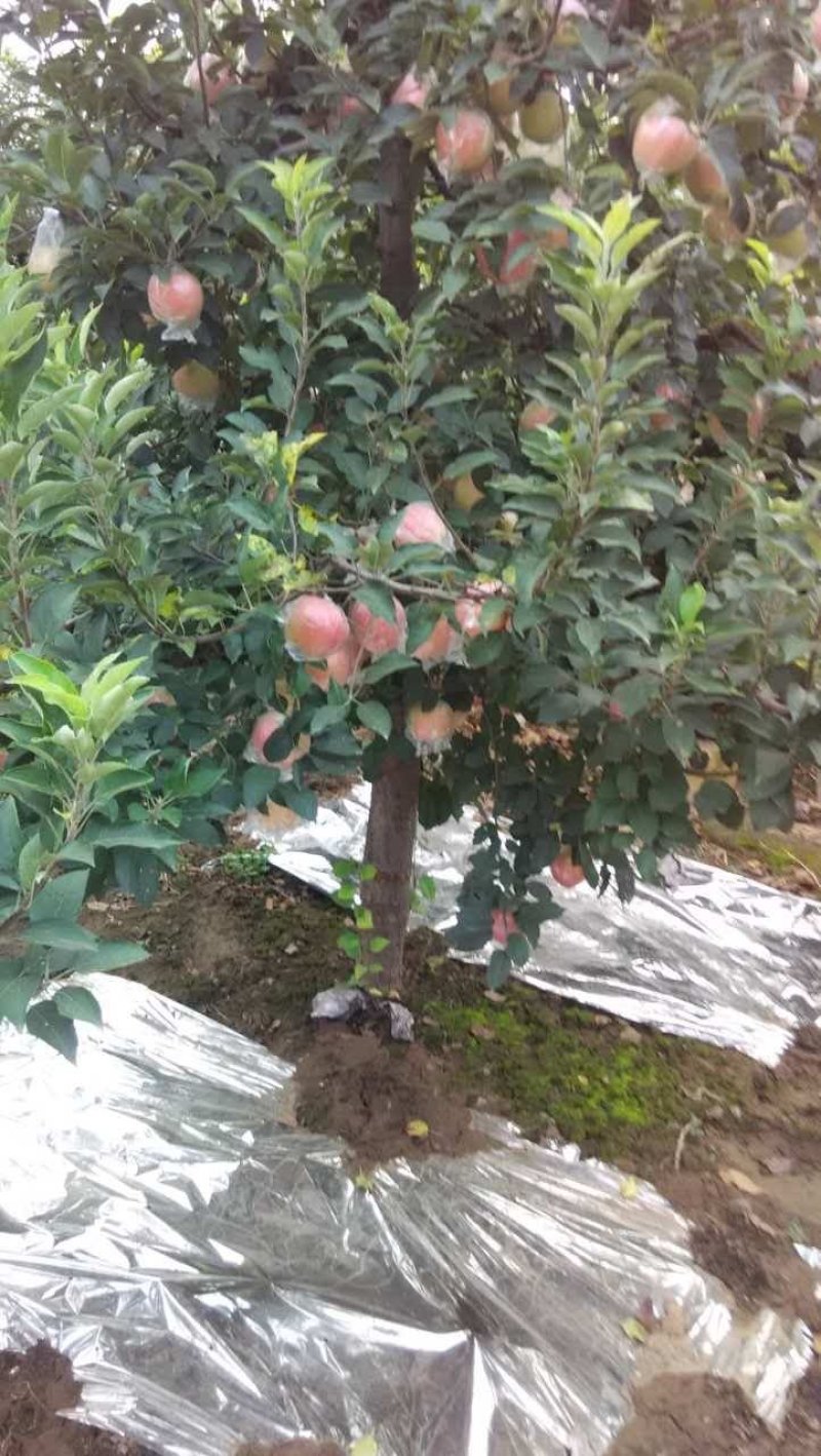 斗南苹苹果，产地直供，欢迎广大客商前来选购，真诚对待每一