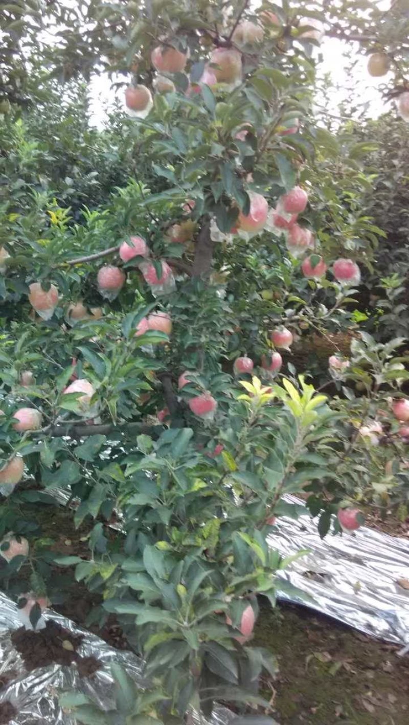 斗南苹苹果，产地直供，欢迎广大客商前来选购，真诚对待每一
