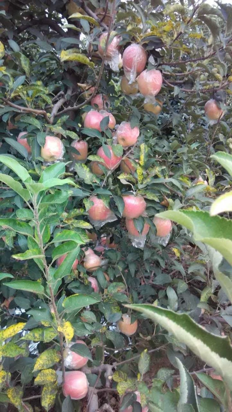 斗南苹苹果，产地直供，欢迎广大客商前来选购，真诚对待每一