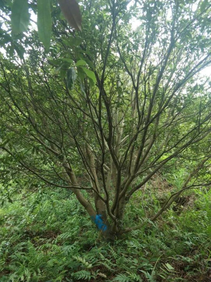 精品杨梅树18一20