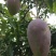 芒果苗1m以下