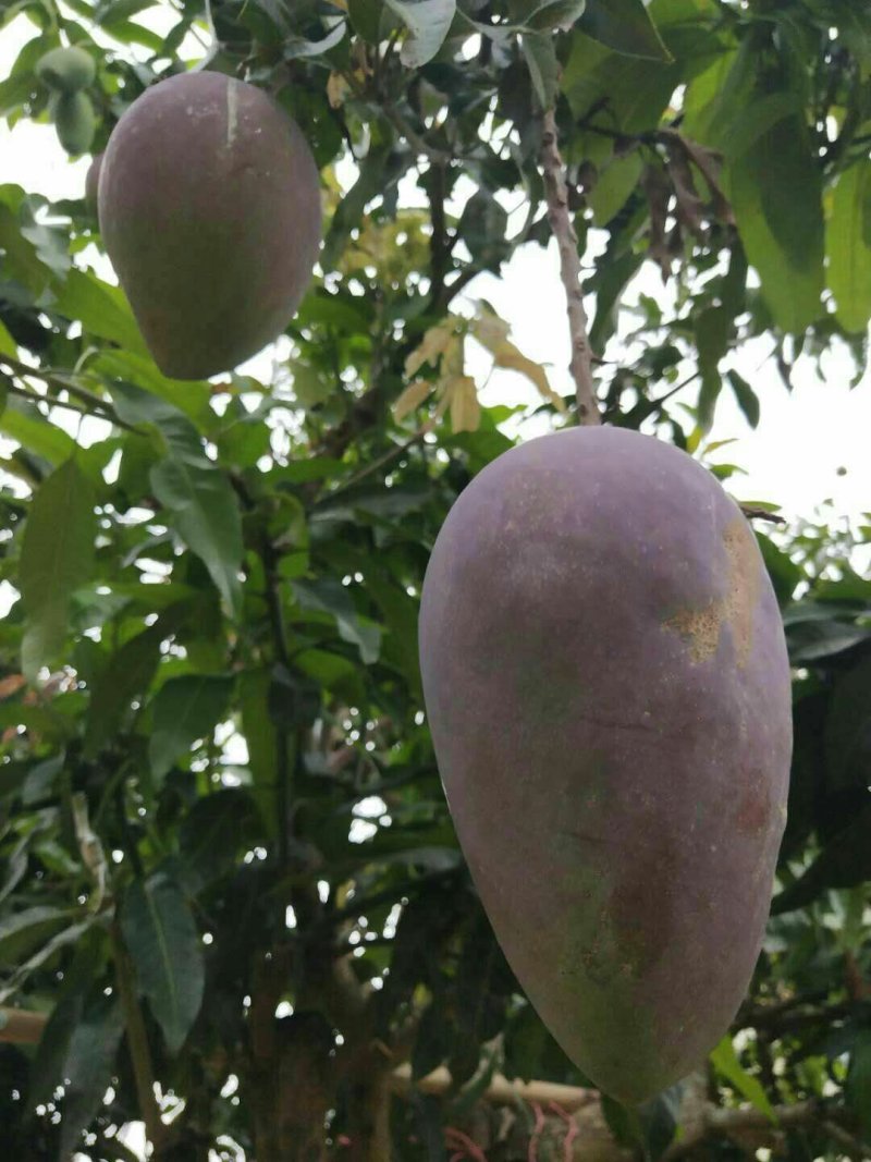 芒果苗1m以下